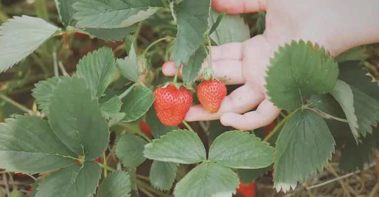 Common Physical Barriers to Protect Strawberries from Birds