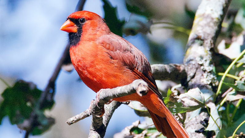 Common Red Bird Sightings