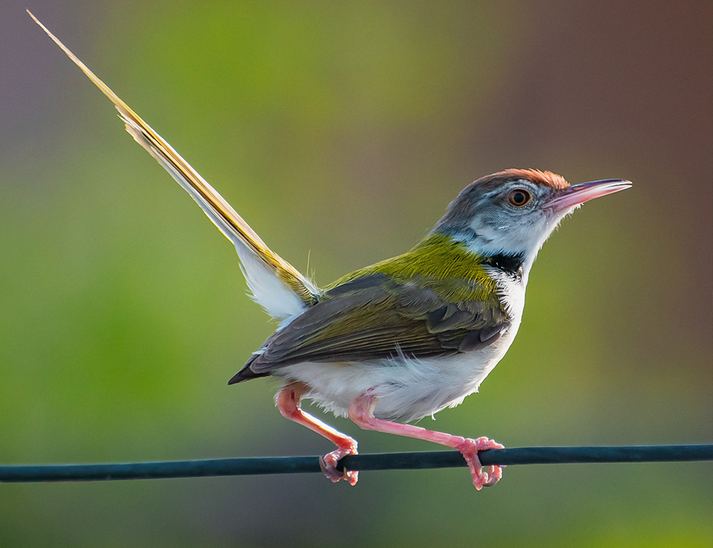 Common Tailorbird