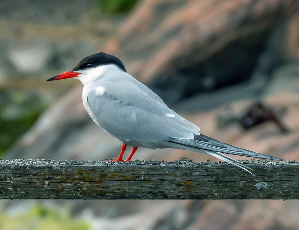 Common Tern