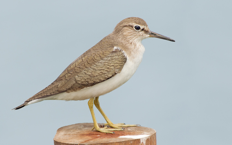 Common sandpiper