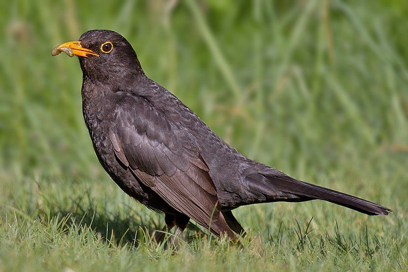 Common_blackbird__12