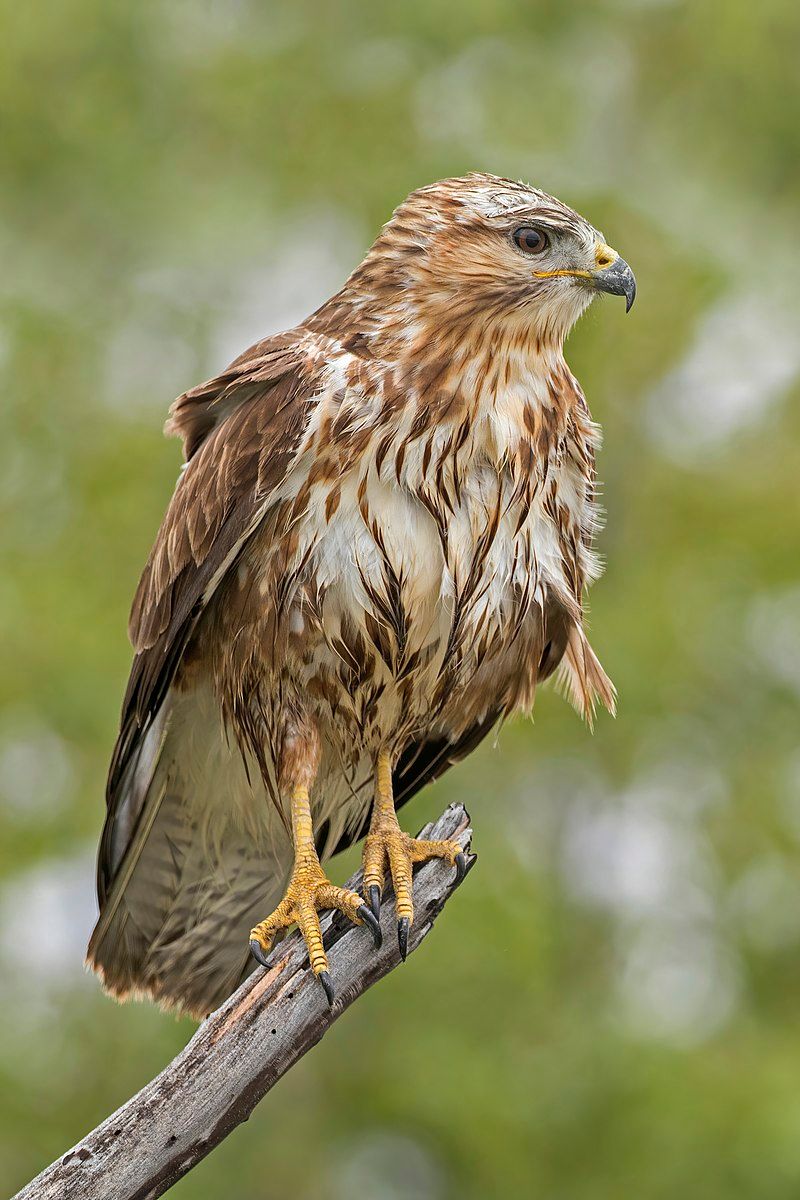 Common_buzzard__4