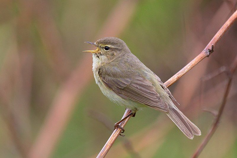 Common_chiffchaff__12