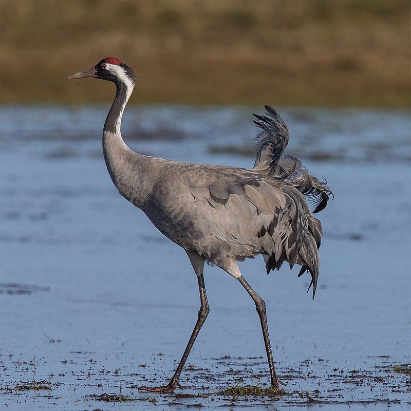 Common_crane__10