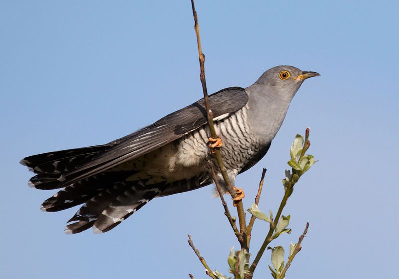 Common_cuckoo__1