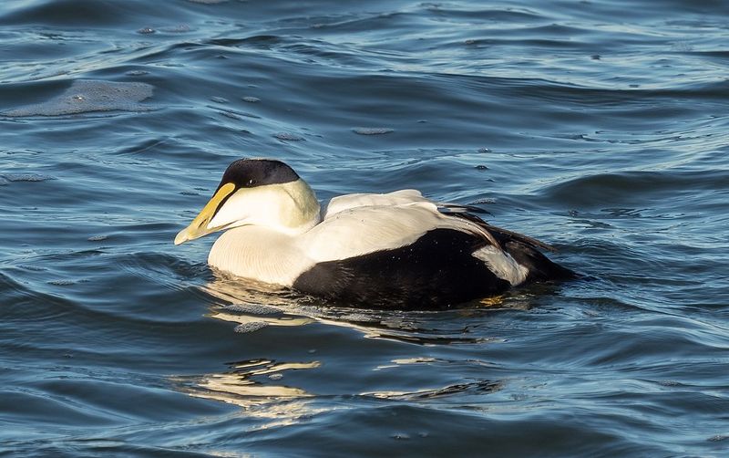 Common_eider__12