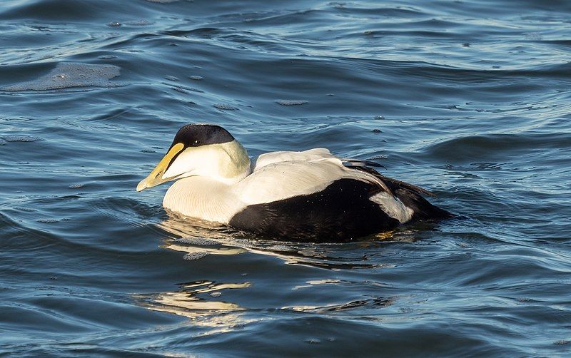 Common_eider__3