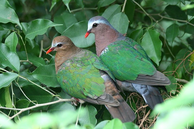 Common_emerald_dove__15