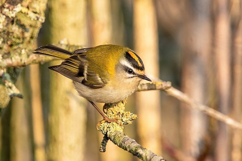 Common_firecrest__3