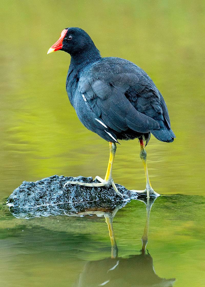 Common_gallinule__12