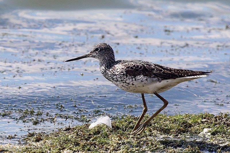 Common_greenshank__18