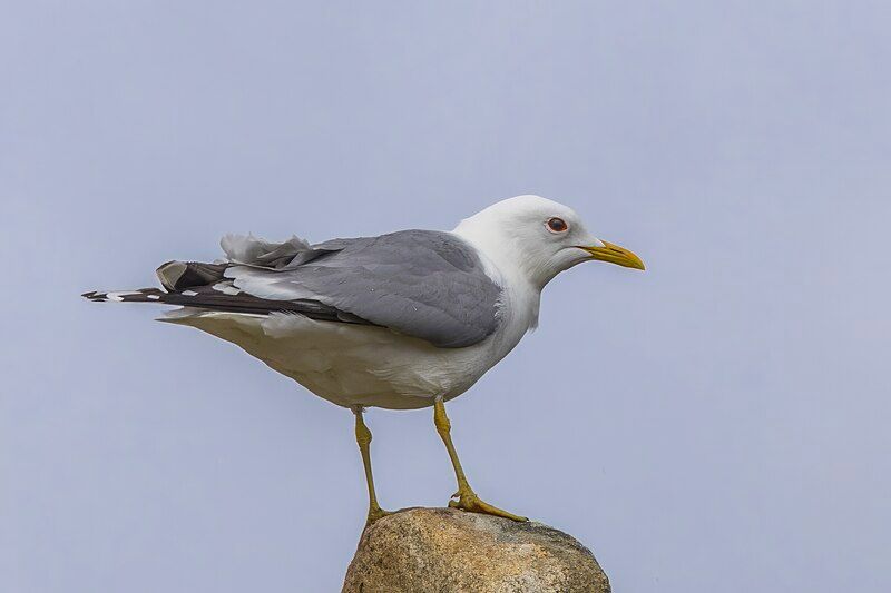 Common_gull__14