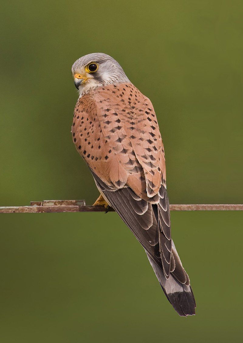 Common_kestrel__1