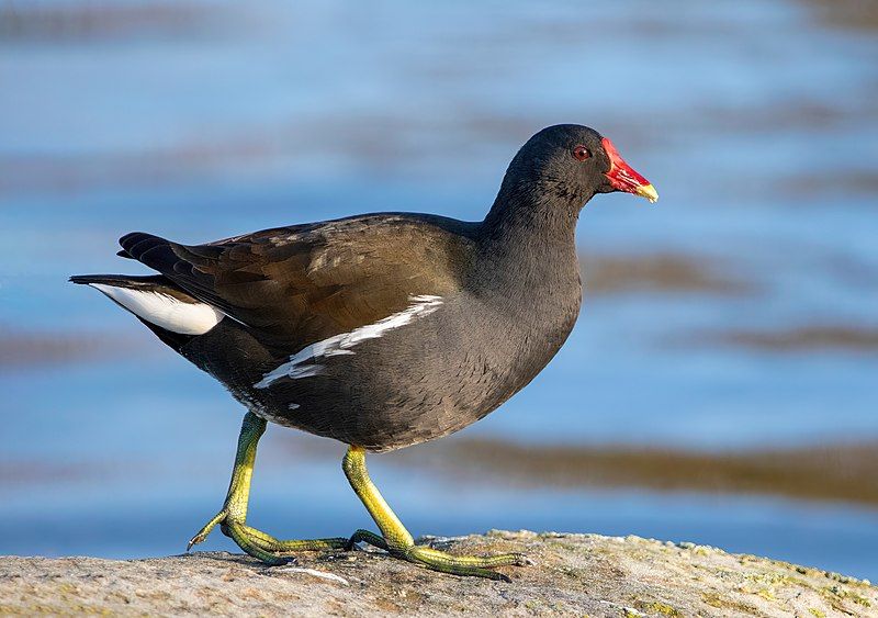 Common_moorhen__21