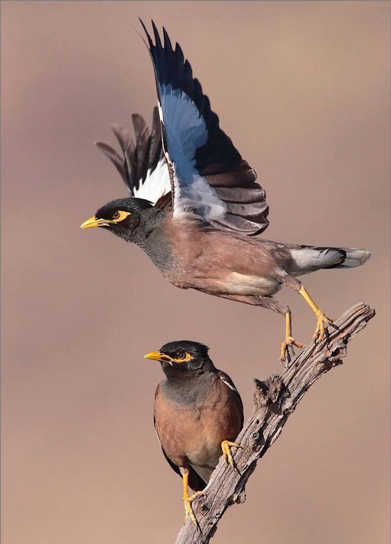 Common_myna__1