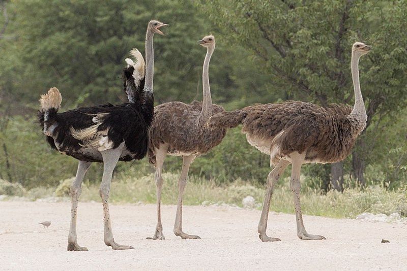 Common_ostrich__1