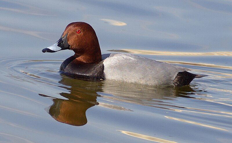 Common_pochard__10