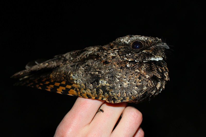 Common_poorwill__15