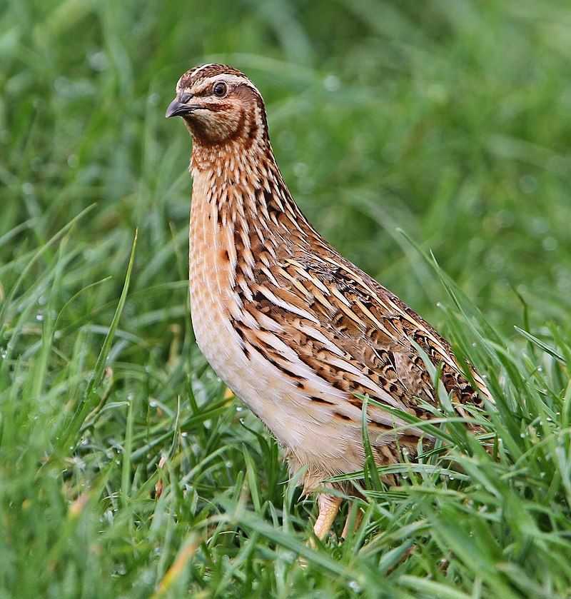 Common_quail__11