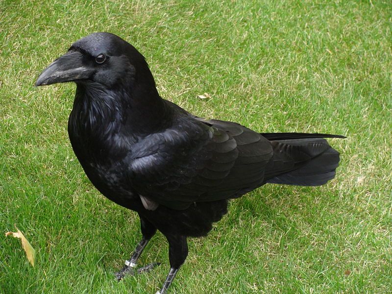 Common_raven__13