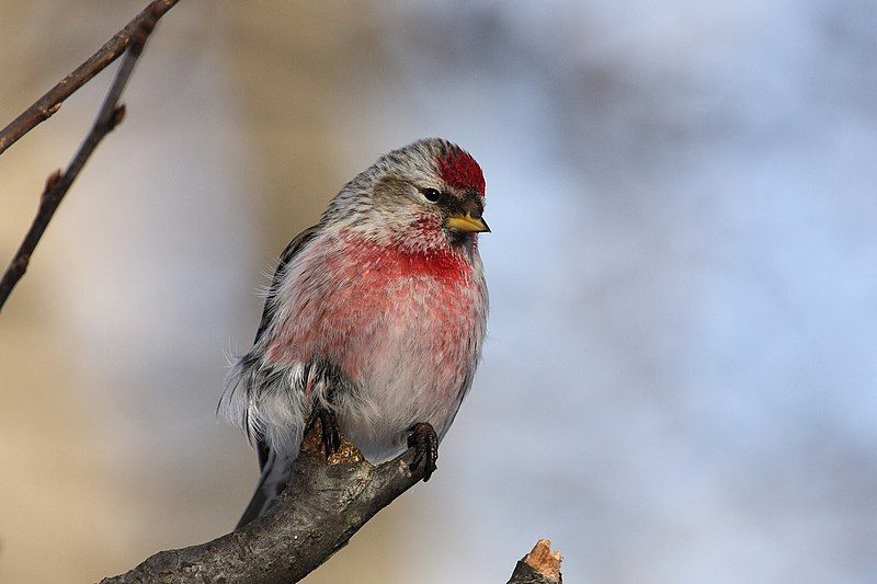 Common_redpoll__18