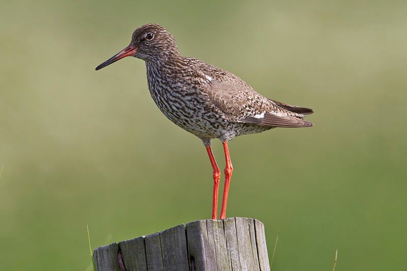 Common_redshank__2