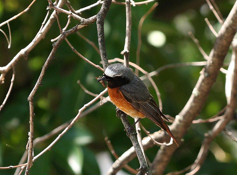 Common_redstart__11