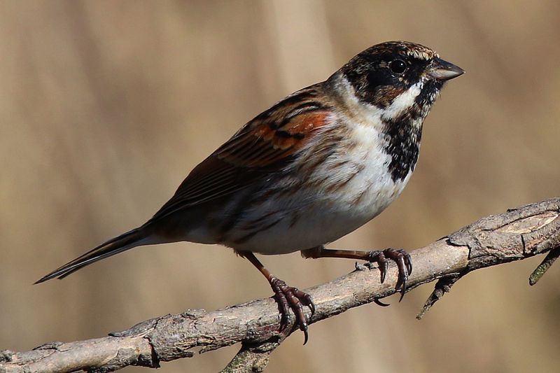 Common_reed_bunting__17