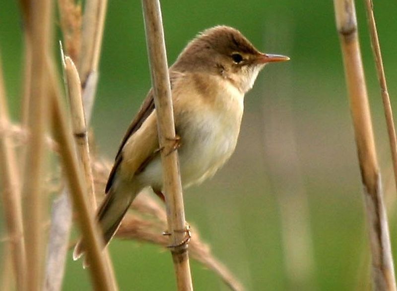 Common_reed_warbler__18