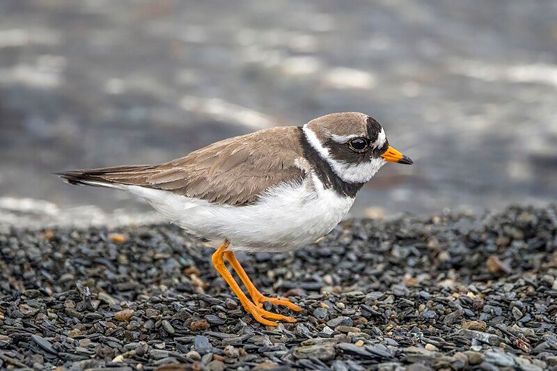 Common_ringed_plover__12