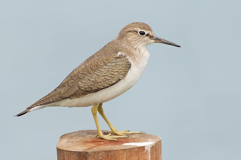 Common_sandpiper__12