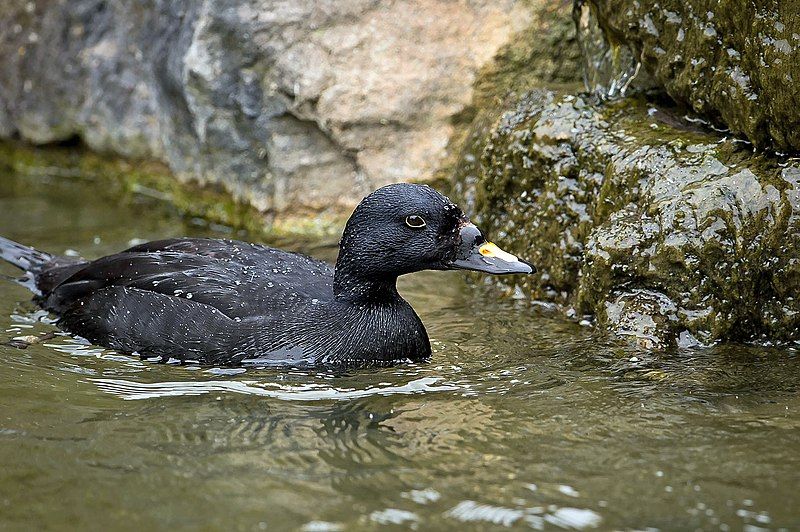 Common_scoter__11