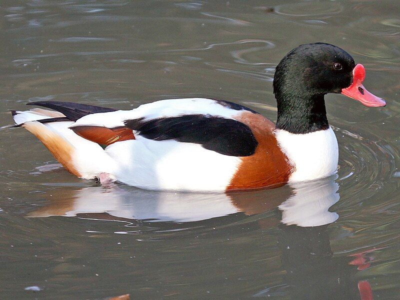 Common_shelduck__10