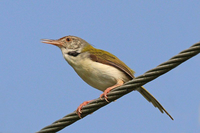 Common_tailorbird__6