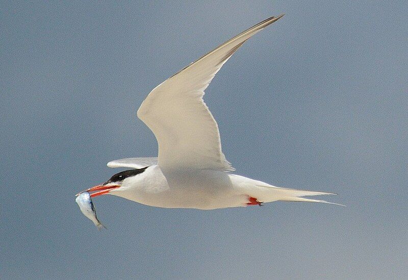 Common_tern__14