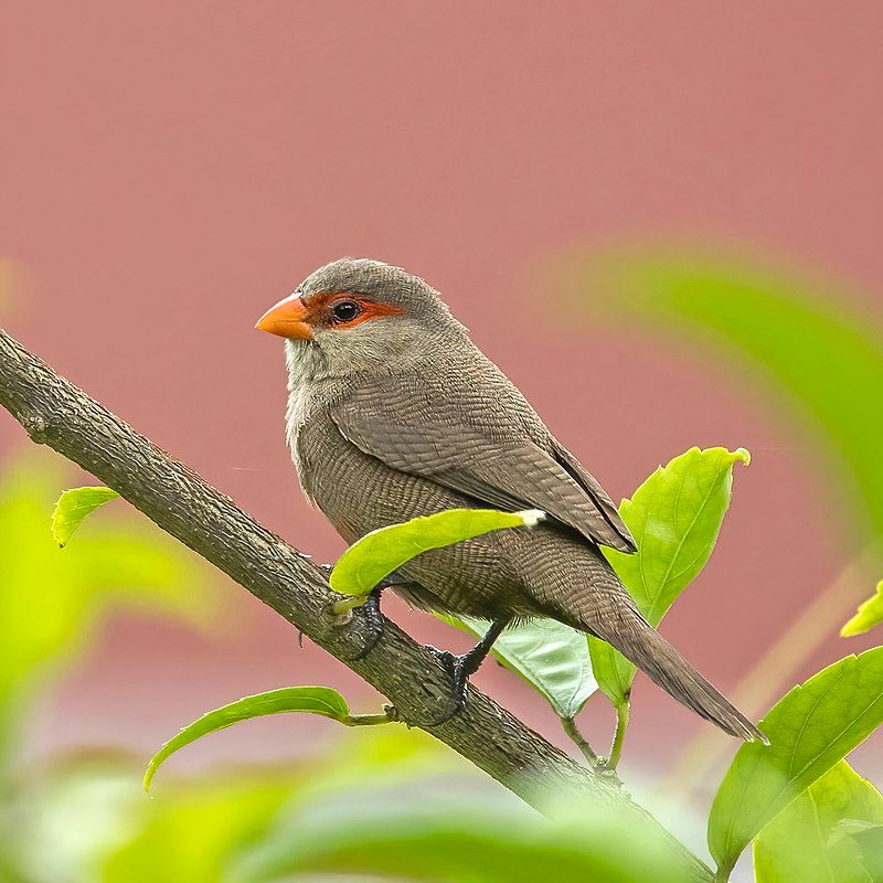 Common_waxbill__19