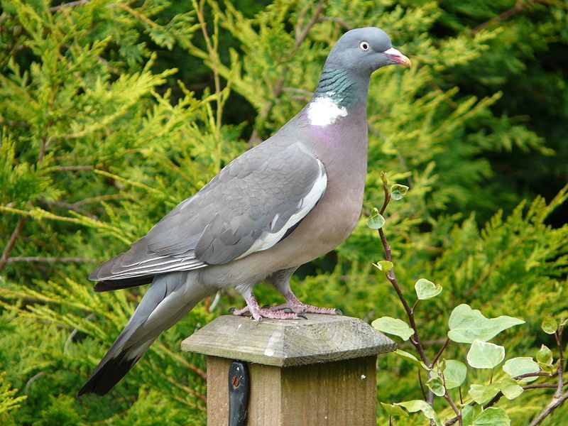 Common_wood_pigeon__1