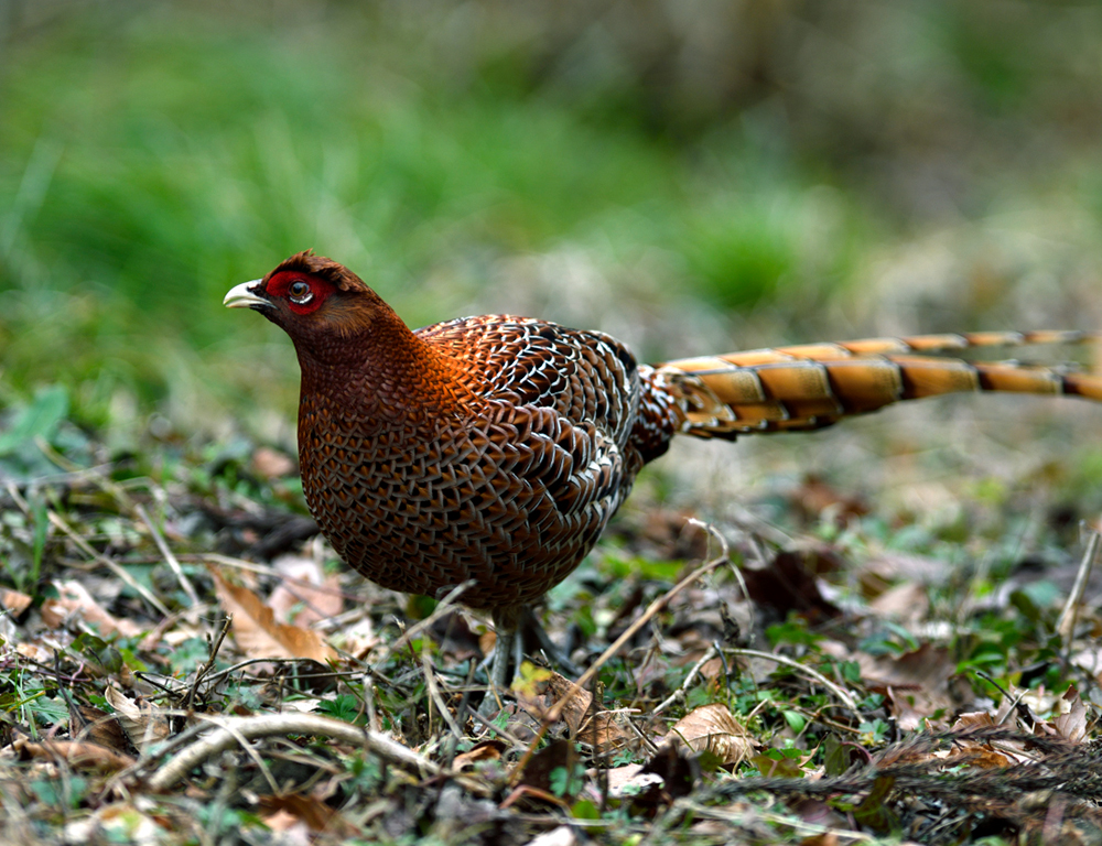 Copper Pheasant