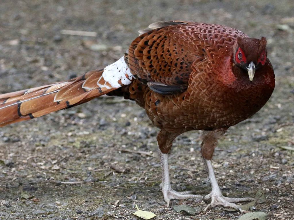 Copper Pheasant