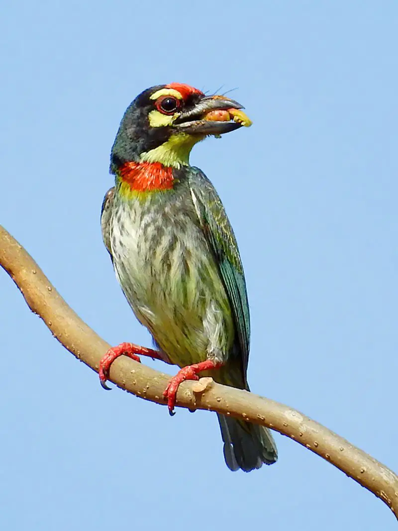Coppersmith_barbet__6