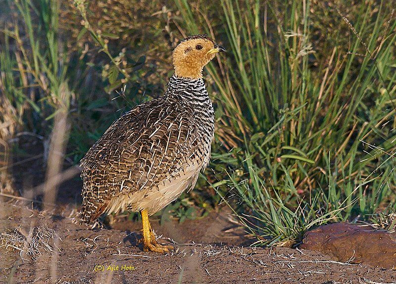 Coqui_francolin__11