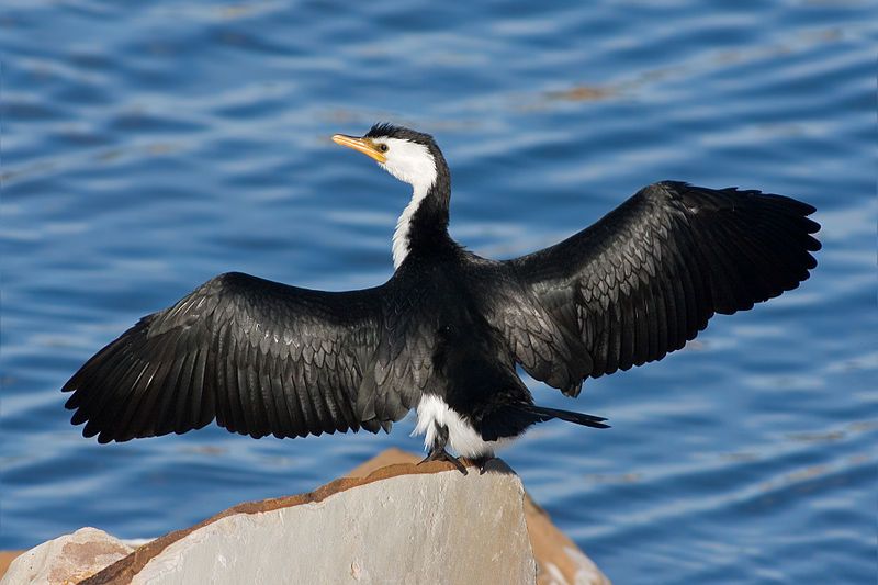 Cormorant__12