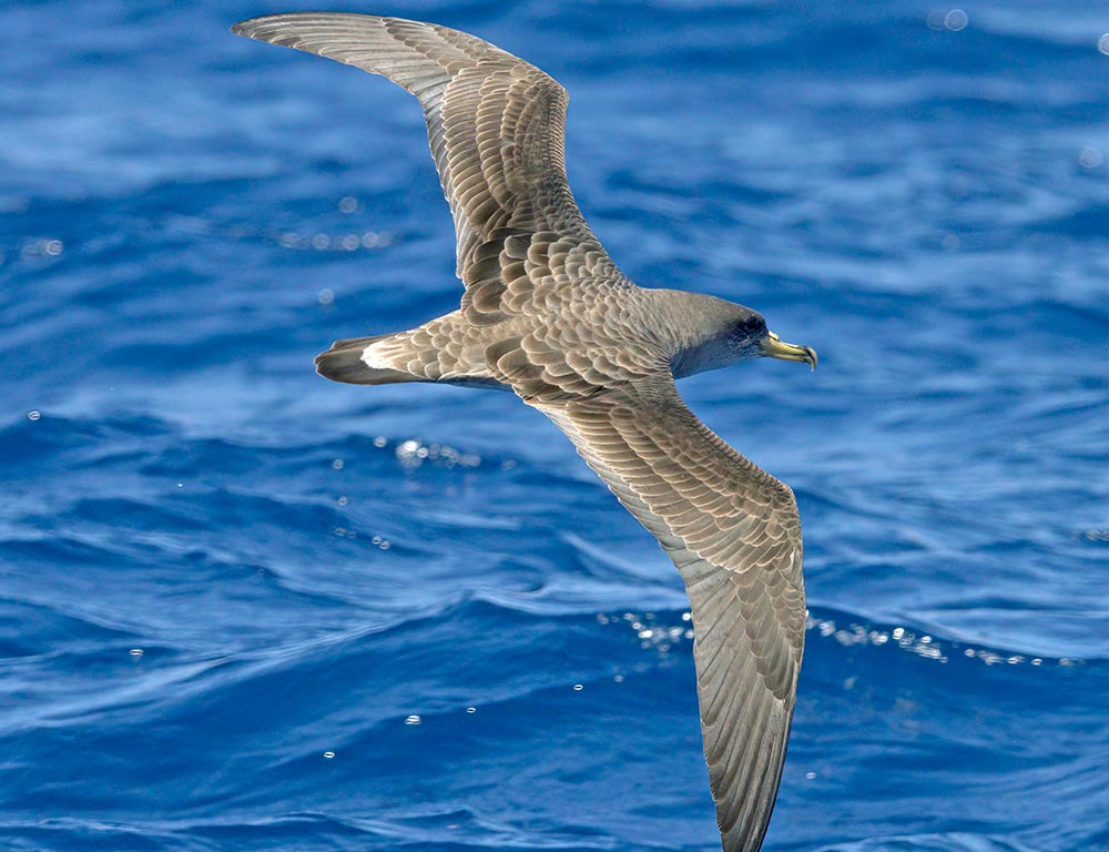 Cory's Shearwater