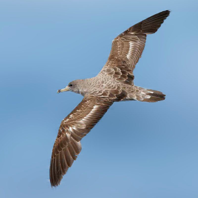 Cory's_shearwater__7