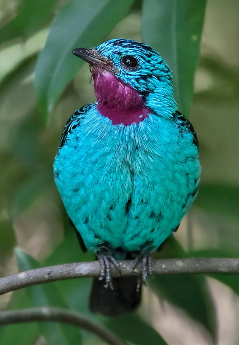 10 Bluebirds Found in Panama - The Worlds Rarest Birds