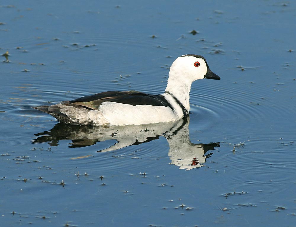 Cotton Pygmy Goose