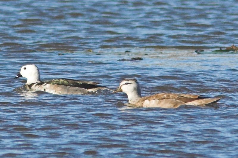 Cotton_pygmy_goose__11