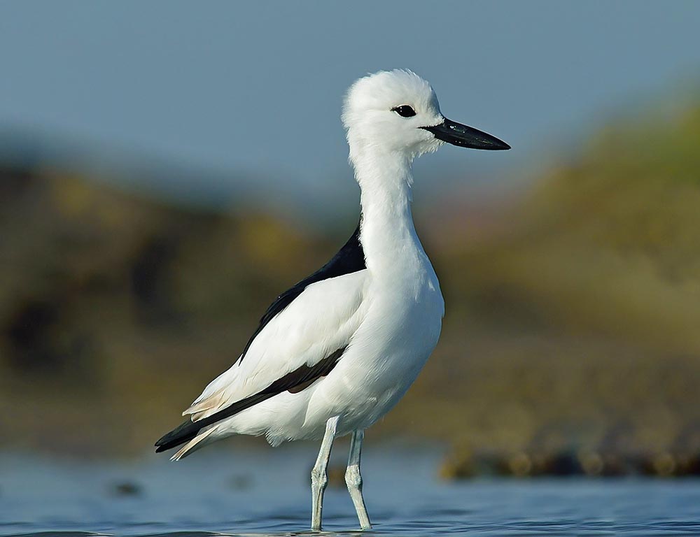 Crab-Plover