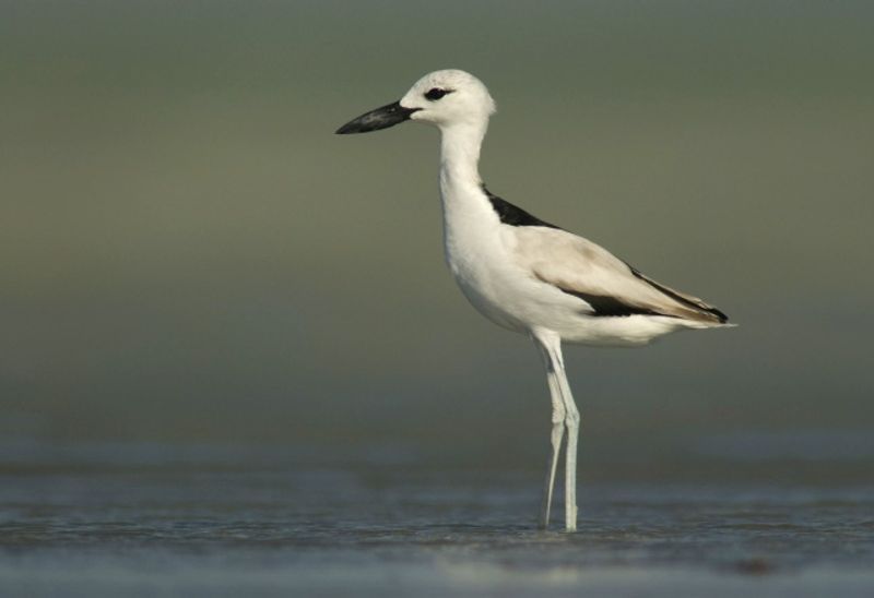 Crab-plover__8